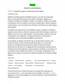 PRACTICA DE LÍPIDOS