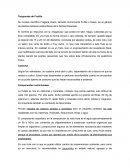 Temporada de Frutilla