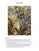 Análisis fotográfico