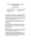 EL CULTIVO DEL PALTO, UN "GIRO" TECNOLÓGICO