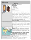 Trogoderma granarium