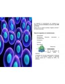 Organelos no membranosos