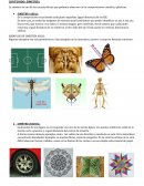 CONTENIDO: SIMETRÍA