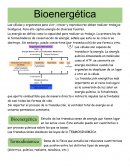 Bioenergética