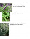 Botánica. Plantas PDS