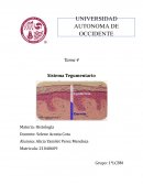 Enfermedades del sistema tegumentario