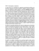 Bioenergética y metabolismo