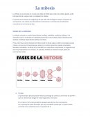 Mitosis y sus fases
