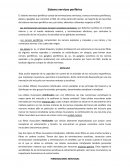 Sistema nervioso periférico