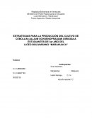 ESTRATEGIAS PARA LA PRODUCCIÓN DEL CULTIVO DE CEBOLLIN (ALLIUM SCHOENOPRASUM) DIRIGIDA A ESTUDIANTES DE 3er AÑO DEL LICEO BOLIVARIANO “MARAHUACA”