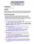 MUSCULAR Y CONTRACTILIDAD