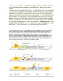 Informe sobre anticuerpos anti-hCG