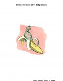 Extracción del ADN del plátano