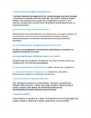 ¿Cómo funciona el sistema neuroendocrino?