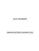 Alce irlandés (Megaloceros Giganteus)