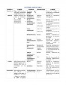 Hormonas sisyema endocrino