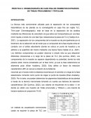 PRÁCTICA 5. CROMATOGRAFÍA EN CAPA FINA DE PIGMENTOS EXTRAÍDOS DE TRIDAX PROCUMBENS Y TRIFOLIUM