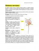 Sistema nervioso periférico