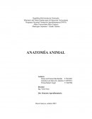 Anatomia animal