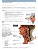 Tiroides y paratiroides