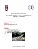 Iguana negra Ctenosaura pectinata