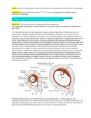 ESTRUCTURA DE LA PLACENTA