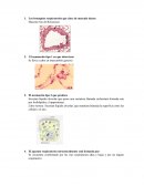 Sistema respiratorio