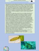 CONFERENCIA Simbiosis, bacterias y evolución