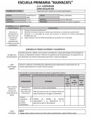 Importancia del cuidado de insectos polinizadores