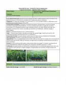 Pasto de Corte: Elefante Enano (Penninsetum setosum cv. Mott)