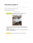 Musculatura espalda #3