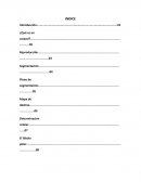 Biología ¿Qué es un caracol?