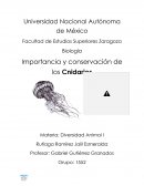 Importancia y conservación de los Cnidarios
