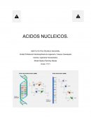Acidos nucleicos. ADN