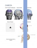 Musculos superficiales