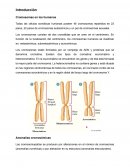 Cromosomas en los humanos