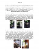 PROCESO DE GERMINACION DEL ALFALFA