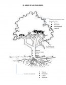 EL ARBOL DE LAS CUALIDADES