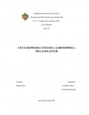 CICLO REPRODUCTIVO DE LA DROSOPHILA MELANOGASTER