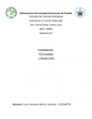 PCR y Western Blot
