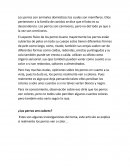 LOS PERROS VEN COLORES