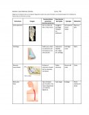 Comparacion estructuras Sistema Locomotor