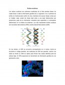 Ácidos nucleicos. Las moléculas del ARN