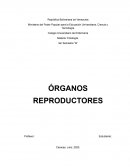 Órganos reproductores