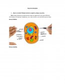 TALLER DE BIOLOGIA