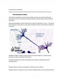 Comunicación de neuronas