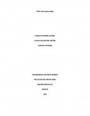 Taller Neuropsicología