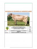 Plan de negocio en mejoramiento de la produccion de queso y yogurt