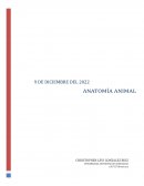 Ensayo de anatomia animal