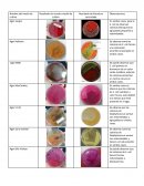 Transparentacion de nematodos